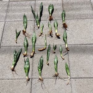 20x Snake Plants